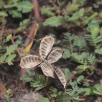 Neptunia prostrata (Lam.) Baill.